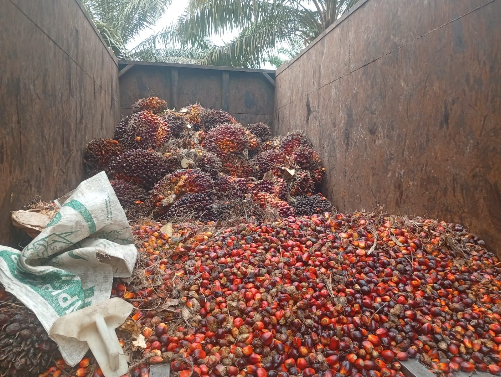 Bak truk berisi tandan buah segar dan brondolan kelapa sawit