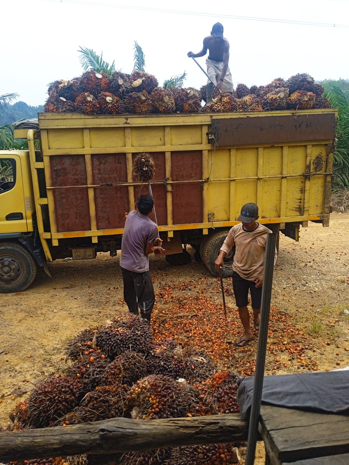 Pekerja memuat tandan buah segar ke truk
