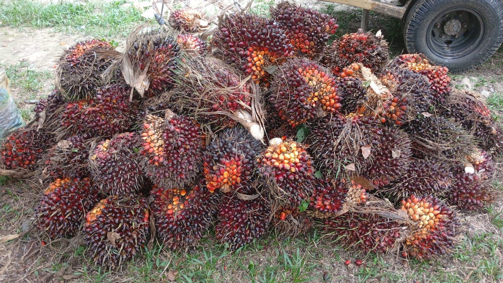 Tumpukan tandan buah segar kelapa sawit yang matang